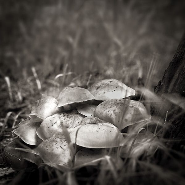 close up mushrooms in Wivenhoe woods Essex