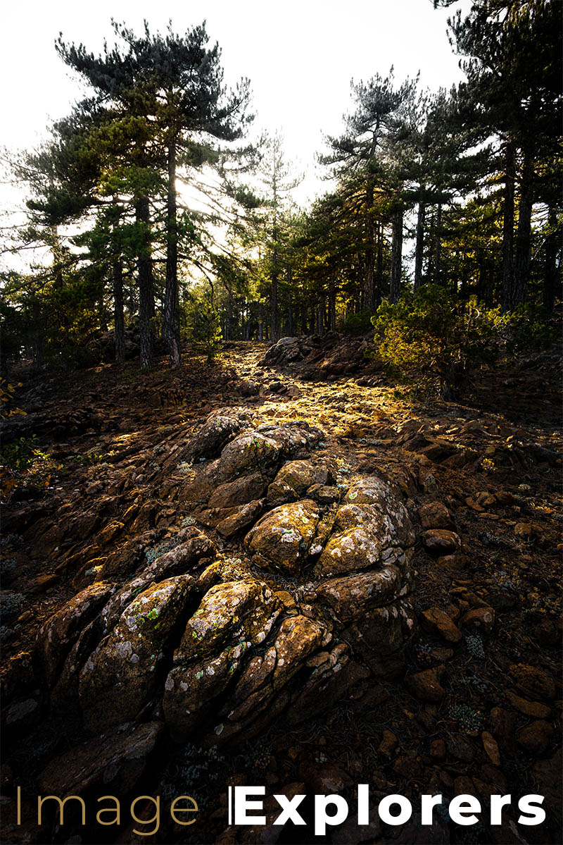 Mount olympus techniques for silhouette photography trees 