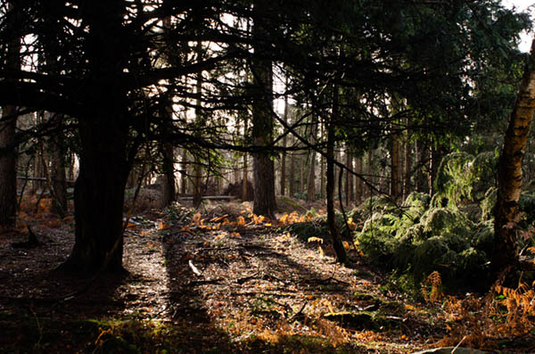 new forest into the light with details original