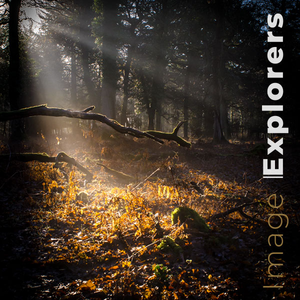 photographing into the light Contre-jour in the forest