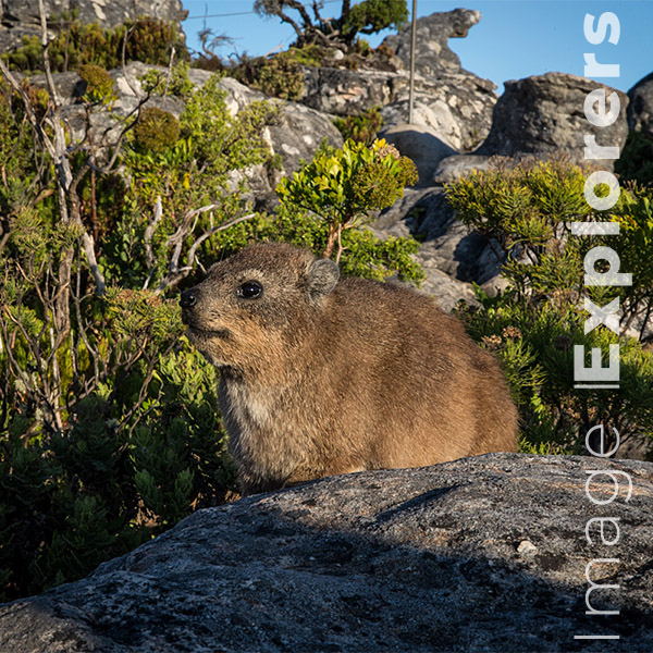 Table Mountain Dassie